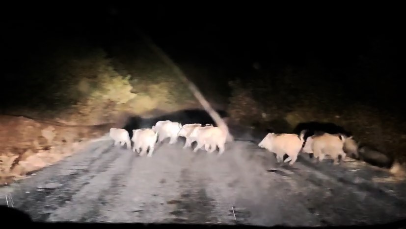 Bitlis'in Tatvan ilçesi Hanelmalı köyünde, bir aracın önüne çıkan domuz