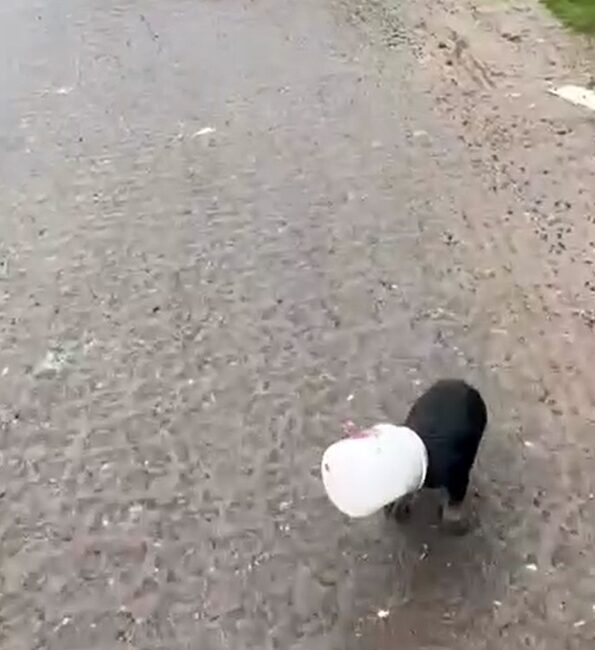 Yalova'nın Çiftlikköy ilçesinde, hafriyat kamyonu sürücüsü, kafası plastik yoğurt kabına