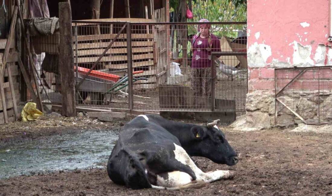 Bursa Uludağ Üniversitesi'nden Prof. Dr. Sezgin Şentürk, şap hastalığına neden
