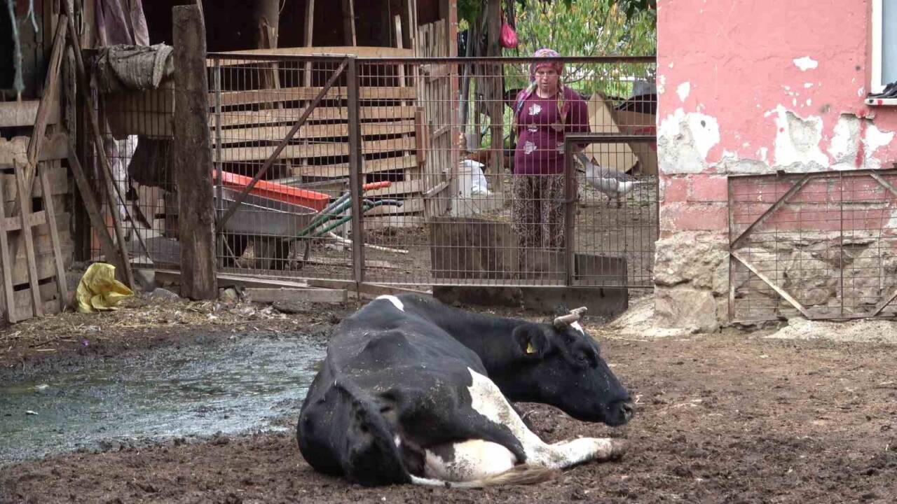 Bursa Uludağ Üniversitesi'nden Prof. Dr. Sezgin Şentürk, şap hastalığına neden