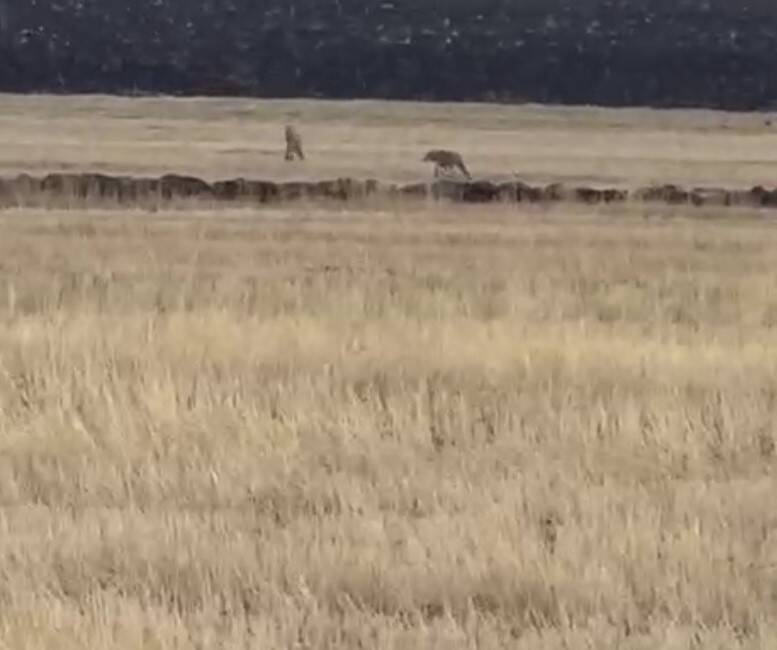 Kars'ın Susuz ilçesinde bir tarım arazisinde bir grup kurt, vatandaşlar