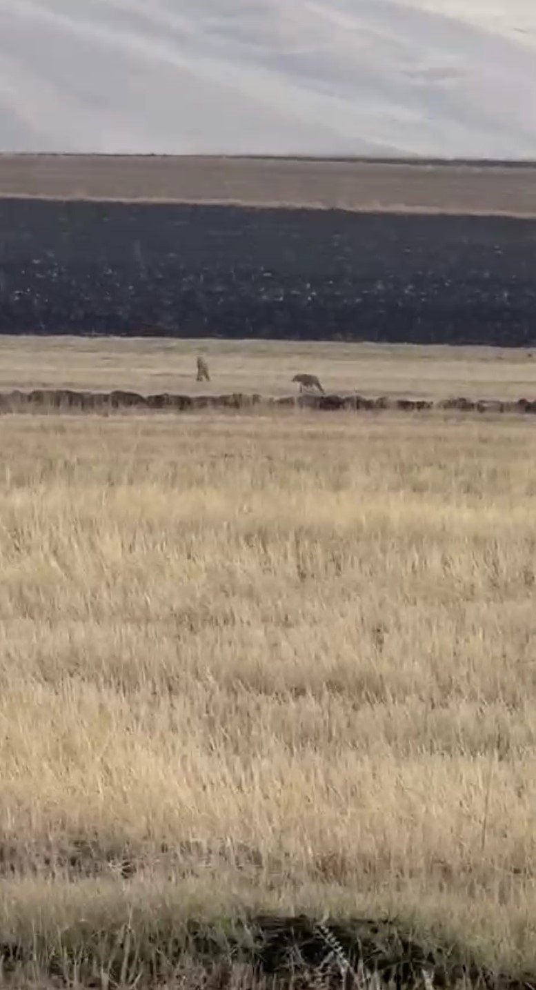 Kars'ın Susuz ilçesinde bir tarım arazisinde bir grup kurt, vatandaşlar