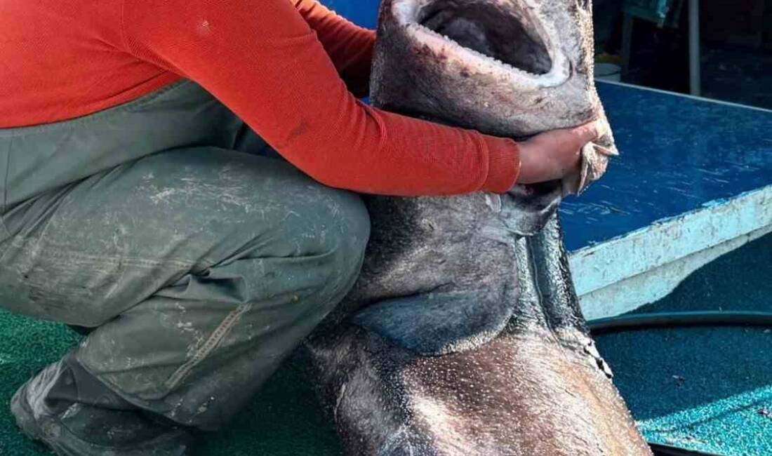 Yalova'nın Çınarcık ilçesinde balıkçı Tuğrul Dilli, Marmara Denizi'nde 4 metre