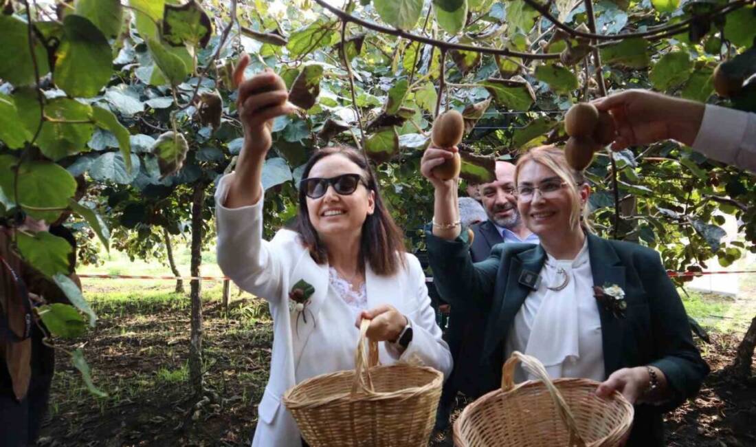 Yalova’nın Altınova ilçesinde düzenlenen hasat töreninde, coğrafi işaretli kivi üretiminin