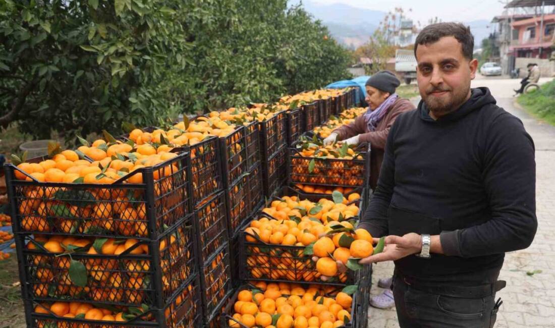 Hatay'da mandalina hasadı sürerken, tarlada kilogram fiyatı 2 TL'ye düştü.