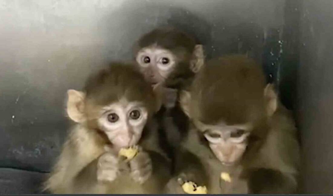 Tarım ve Orman Bakanlığı, Bursa'da yasa dışı olarak barındırılan 3