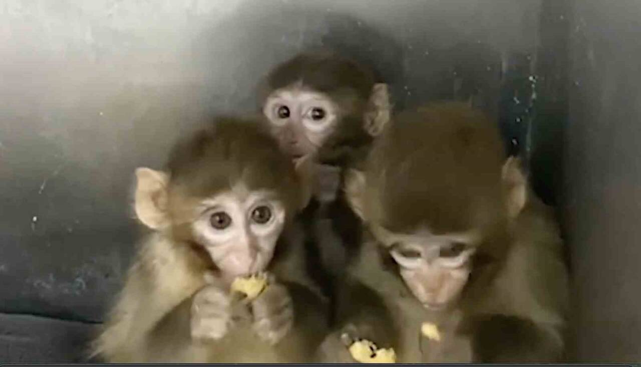 Tarım ve Orman Bakanlığı, Bursa'da yasa dışı olarak barındırılan 3