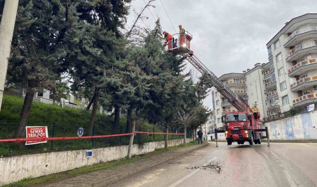 Mudanya'nın Güzelyalı Eğitim Mahallesi'nde etkili lodos sonucu bir ağaç devrildi