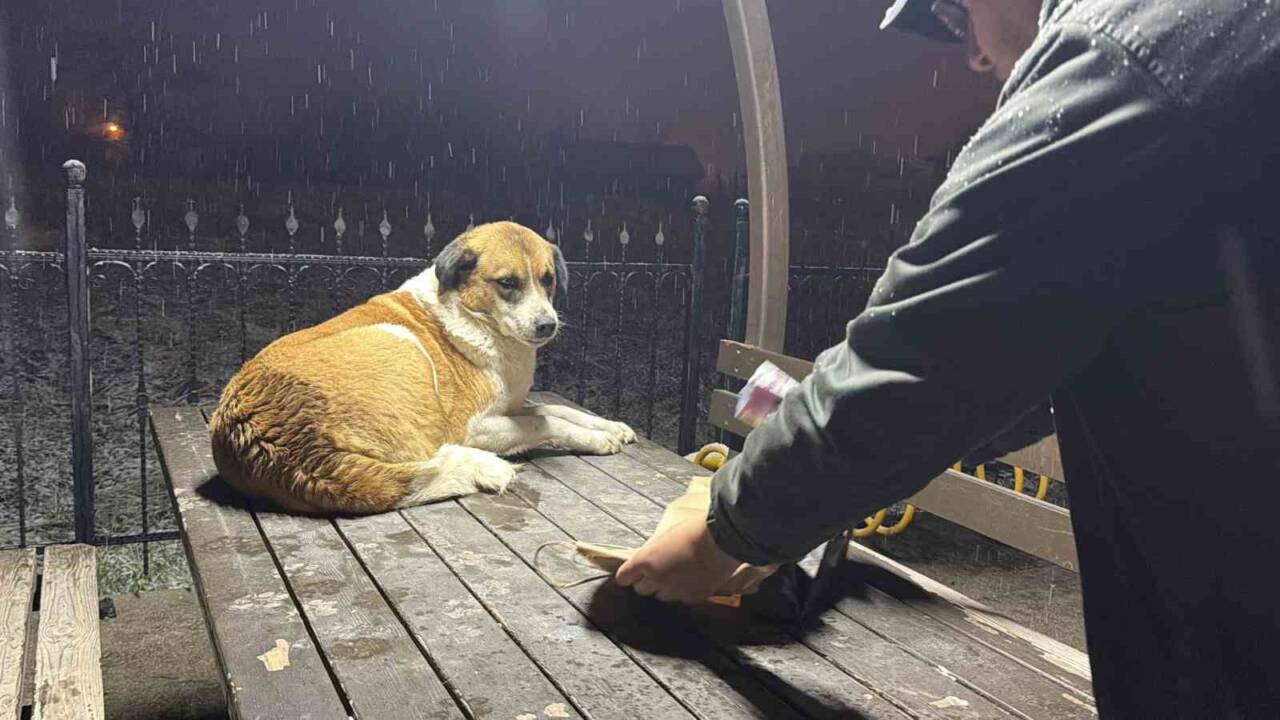 Düzce'de kar yağışı sırasında haber takibi yapan gazeteciler, sokak hayvanlarına