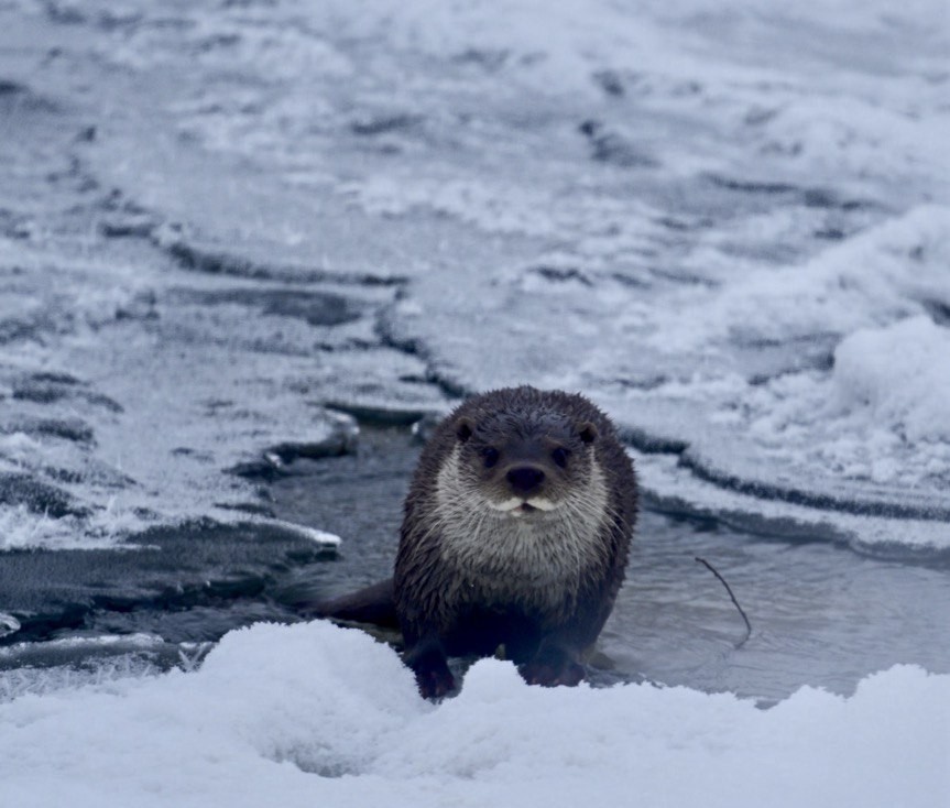 Muş'taki Karasu Nehri'nde buzla kaplı su yüzeyinde nadir bir su