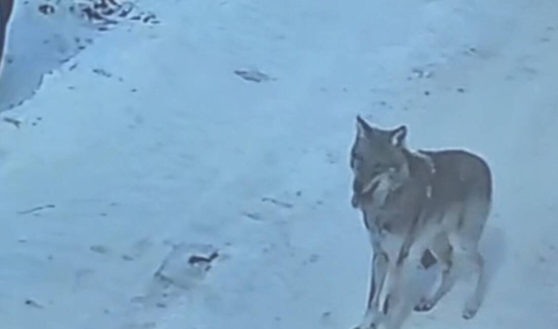 Bitlis'in Tatvan ilçesi Kültür Mahallesi'nde, gündüz saatlerinde bir kurt bir