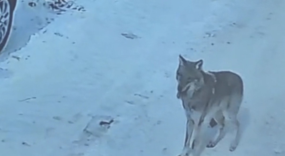 Bitlis'in Tatvan ilçesi Kültür Mahallesi'nde, gündüz saatlerinde bir kurt bir