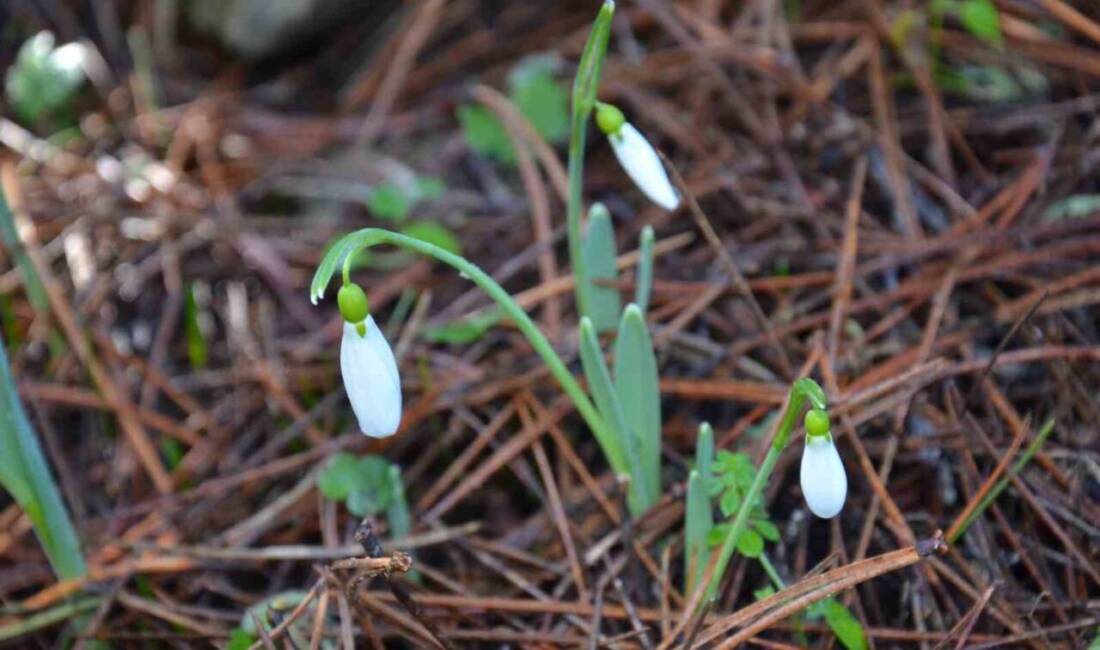 Spil Dağı Milli Parkı'ndaki koruma altındaki kardelen çiçeğinin koparılması cezaları