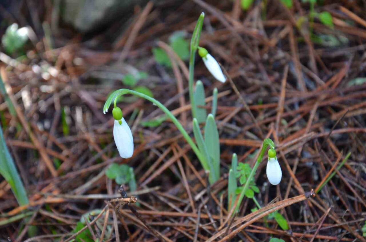 Spil Dağı Milli Parkı'ndaki koruma altındaki kardelen çiçeğinin koparılması cezaları