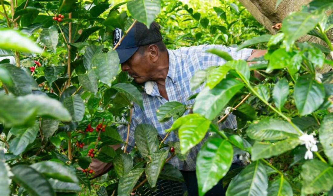 Espressolab, Seedtrace iş birliğiyle kahve üretiminde şeffaflık ve sürdürülebilirliği artırmayı