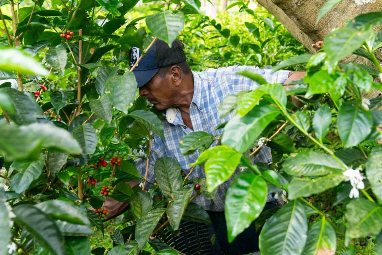 Espressolab, Seedtrace iş birliğiyle kahve üretiminde şeffaflık ve sürdürülebilirliği artırmayı