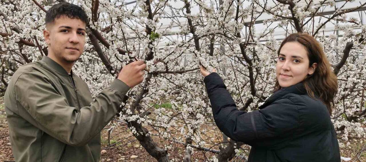 Mersin'in Silifke ilçesinde, Burak Temur'un yönetimindeki örtü altı erik bahçeleri