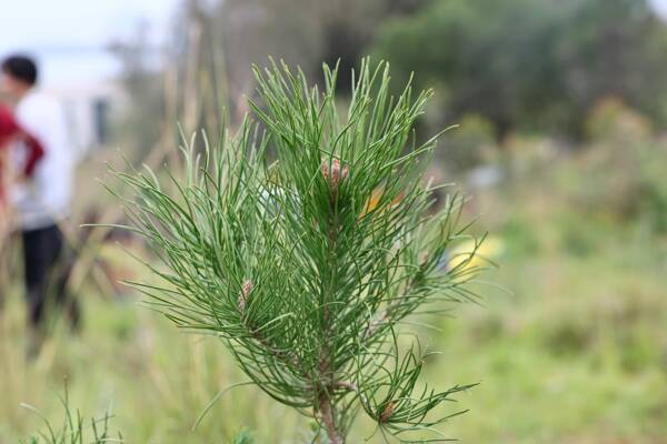 Bodrum'da Ali Kelle Hatıra Ormanı'nda gerçekleştirilen fidan dikim etkinliğine Bodrum