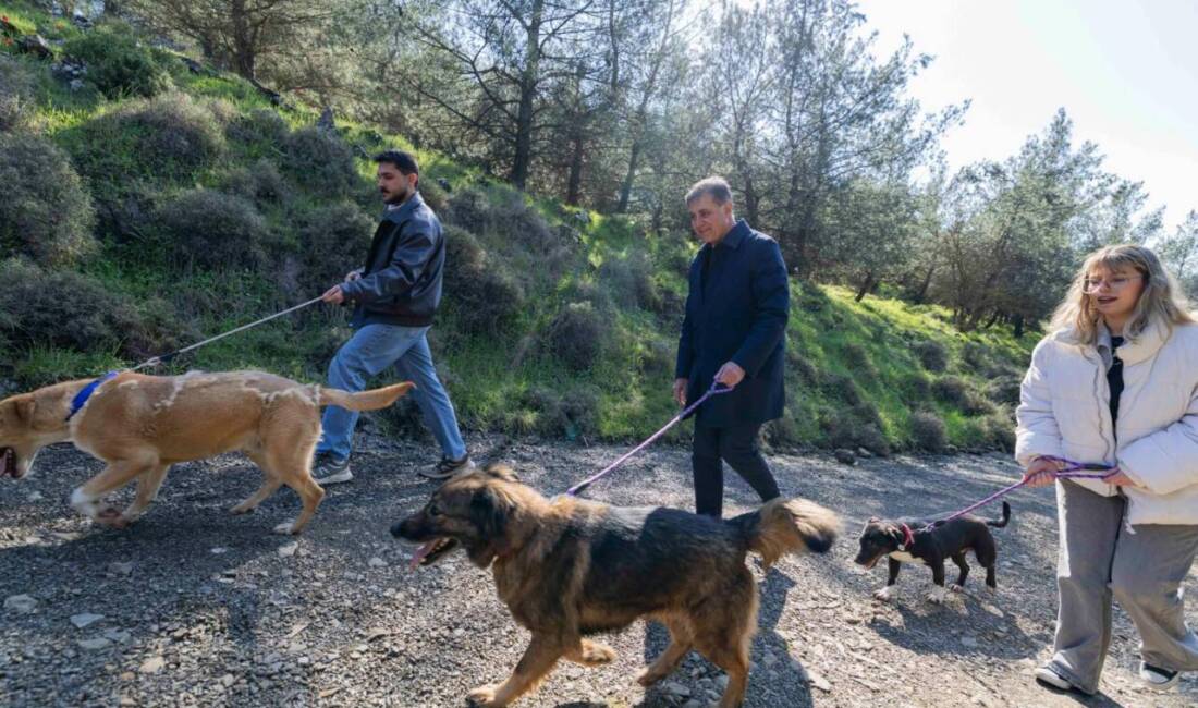 İzmir Büyükşehir Belediyesi'nin Veteriner İşleri Dairesi sahipsiz hayvanlar için koruma,