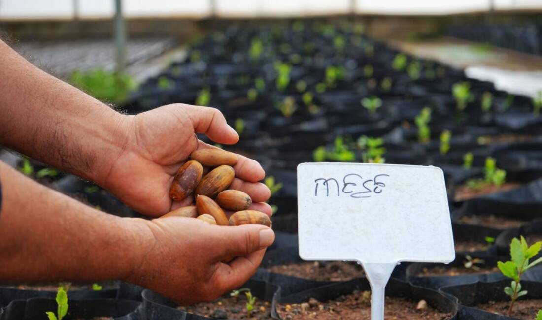 Kayapınar Belediyesi, kırsal alanları güçlendirmek için meşe palamutlarından fideler üretiyor.