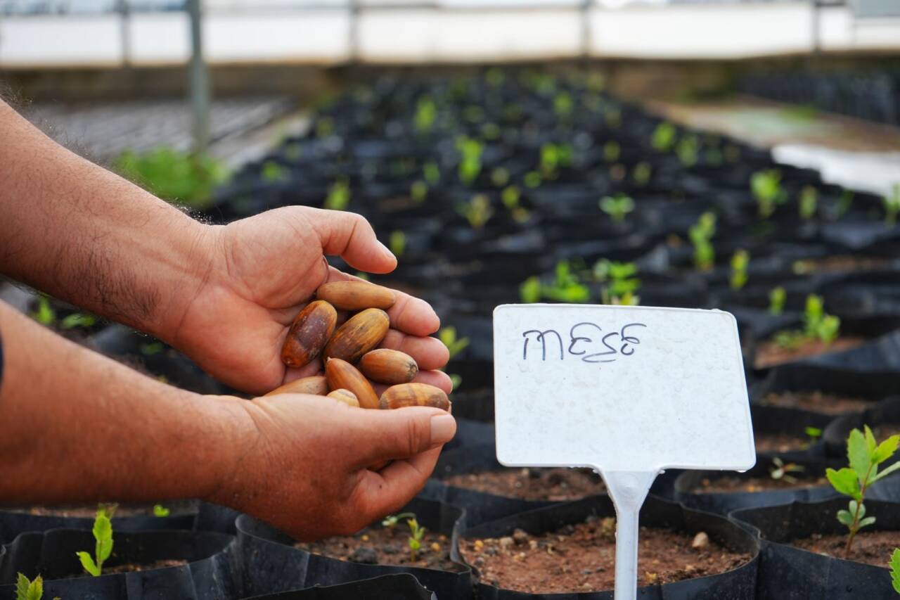 Kayapınar Belediyesi, kırsal alanları güçlendirmek için meşe palamutlarından fideler üretiyor.